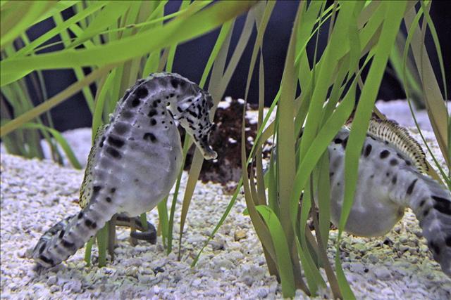 Pot-bellied seahorse