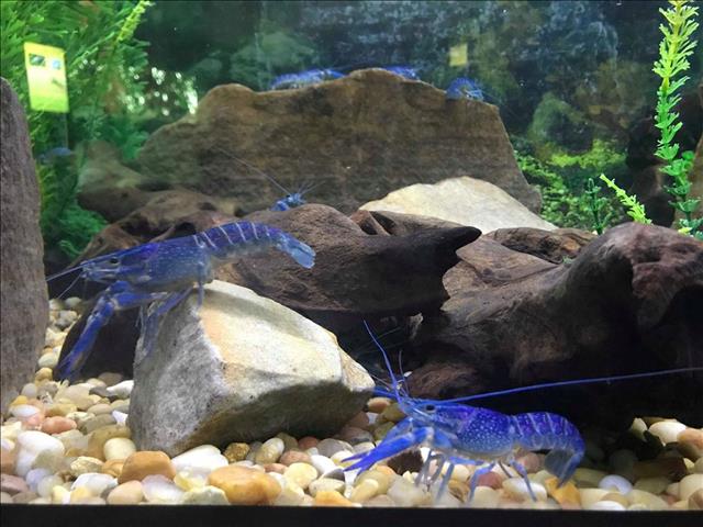 Red claw yabby