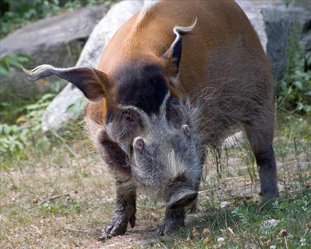 Red river hog
