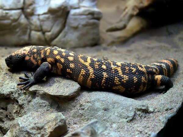 Reticulate gila monster