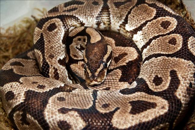 Royal python