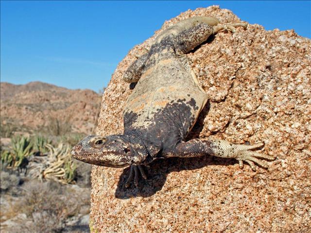 San Esteban Island chuckwalla