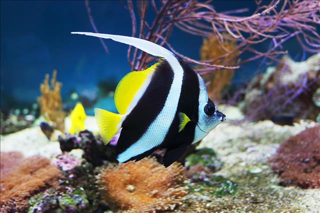 Pennant coral fish