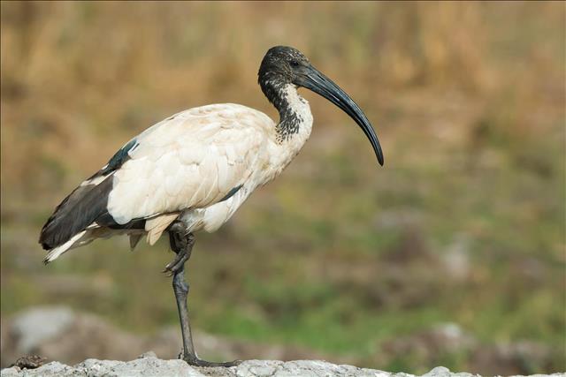 Sacred ibis