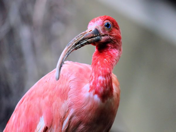 Scarlet ibis