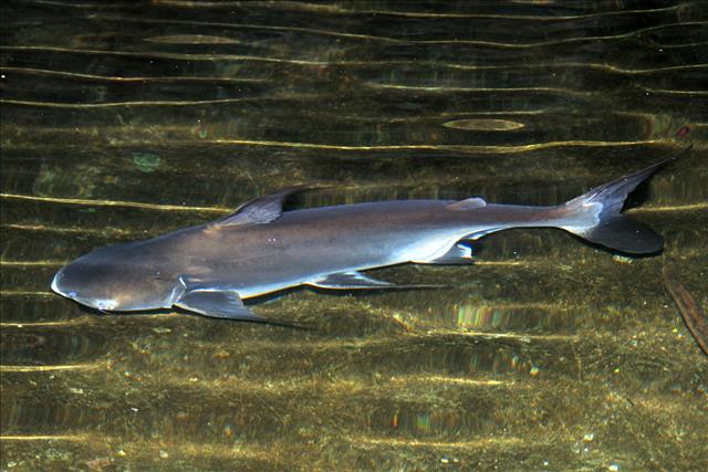 Siamese catfish