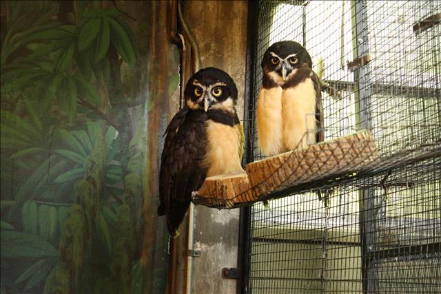 Spectacled owl