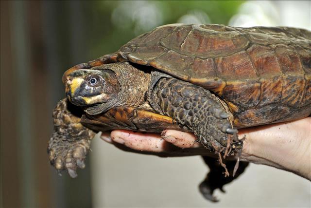 Spiny turtle