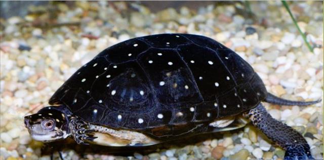 Spotted turtle