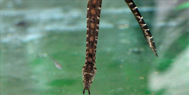 Tentacled snake