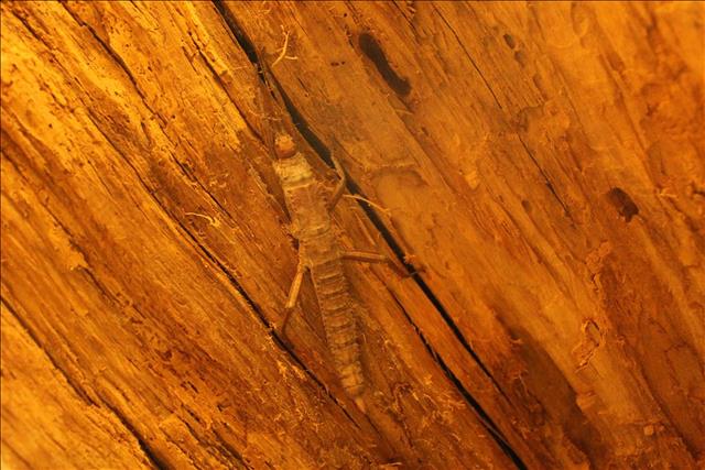 Thorny devil stick insect