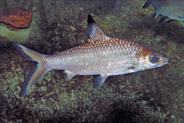 Tri-colour shark
