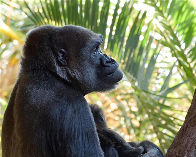 Western lowland gorilla