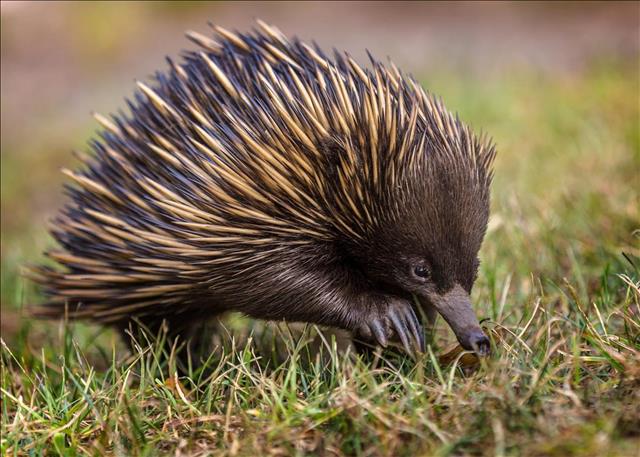 Short-beaked echidna