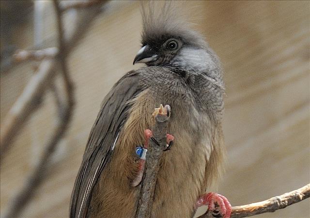 Speckled mousebird