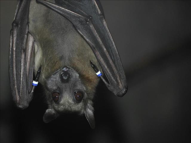 Straw coloured fruit bat