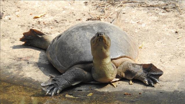 Spiny softshelled turtle
