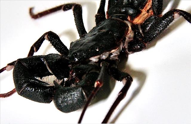 Vinegaroon