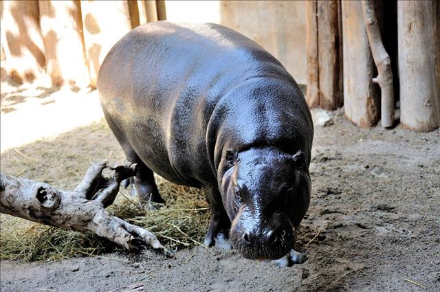 Pygmy hippopotamus