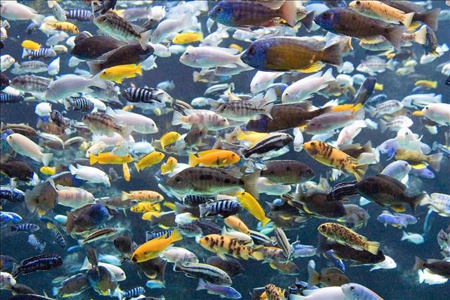 Lake Malawi cichlids