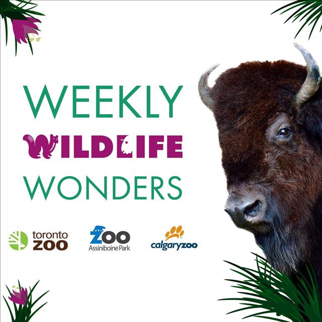 Weekly Wildlife Wonders