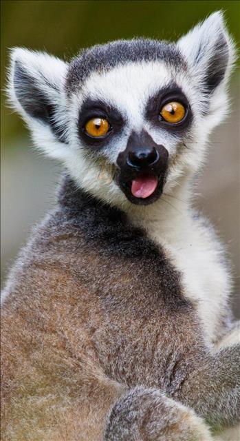 Lemur sticking tongue out