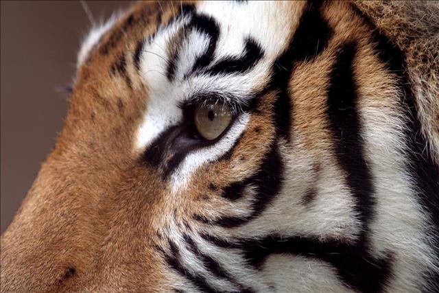 Tiger close up of face
