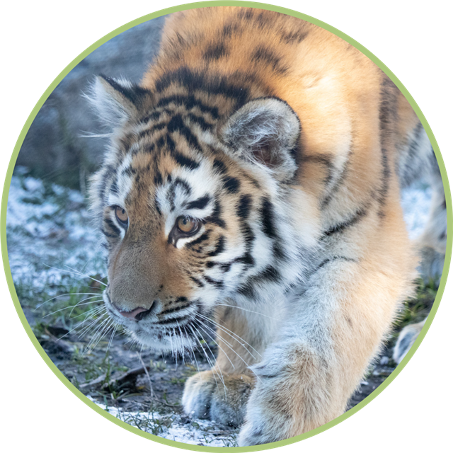Mila the Tiger Cub