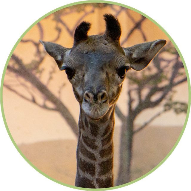 Matumaini the Masai Giraffe