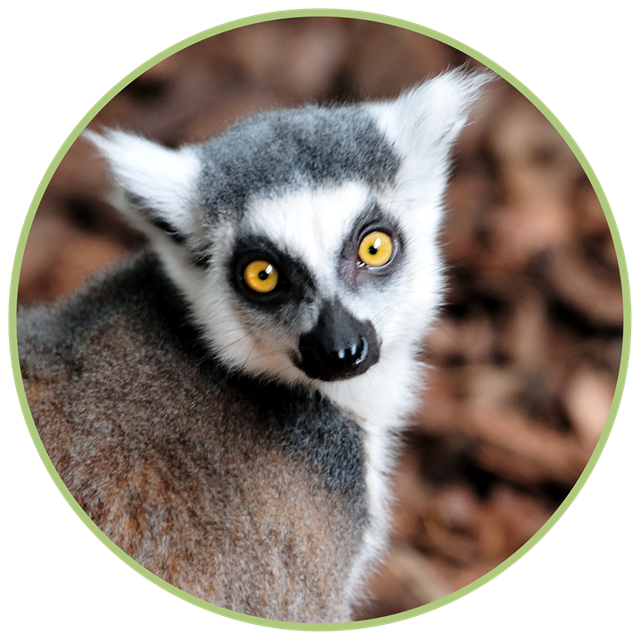 Lemur