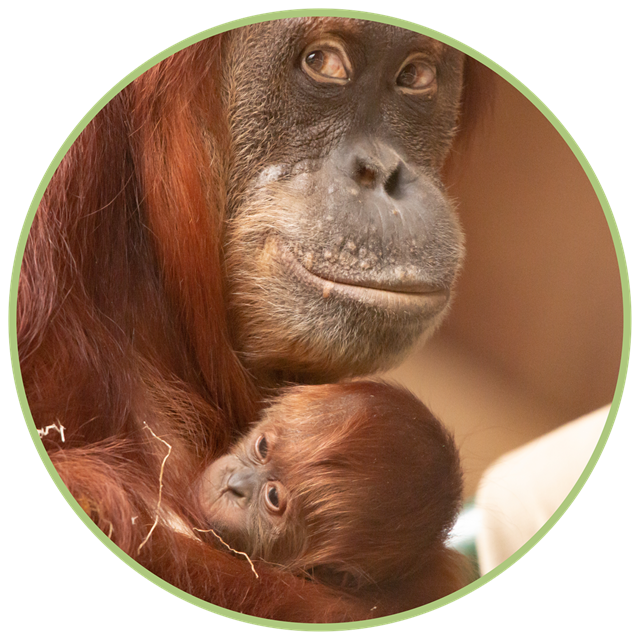 Orangutan and baby