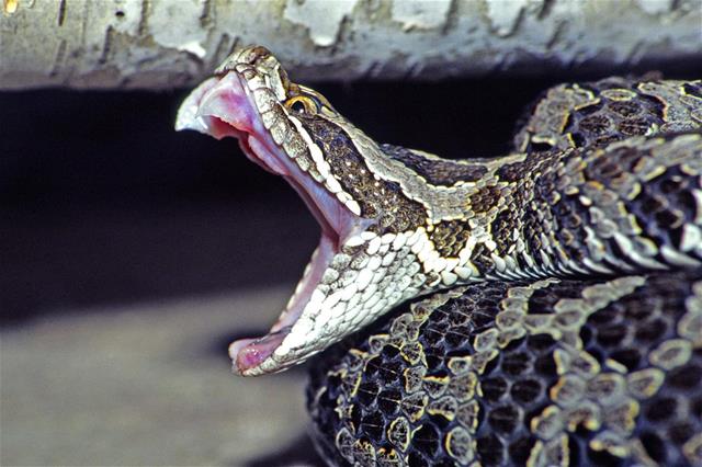 Massasauga Rattlesnake