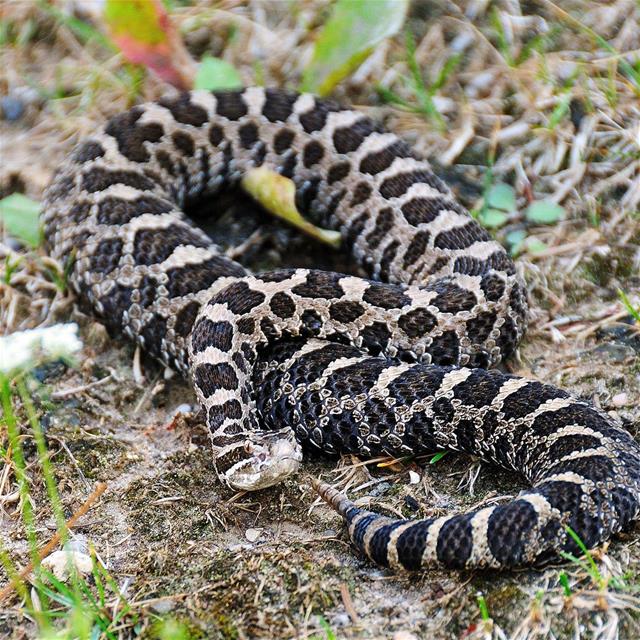Massasauga Rattlesnake