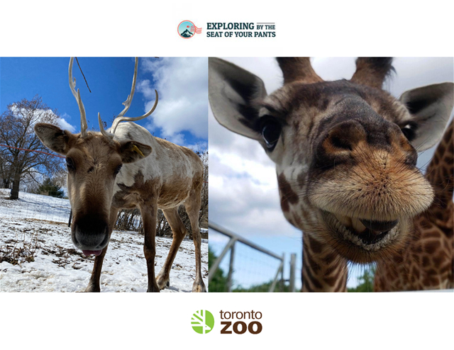 EBTSOYP Carbiou Giraffe
