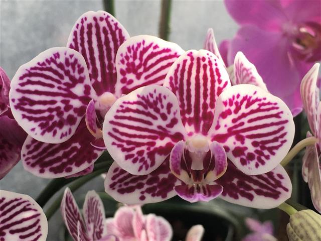 Orchid 3