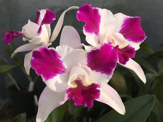 Orchid 5