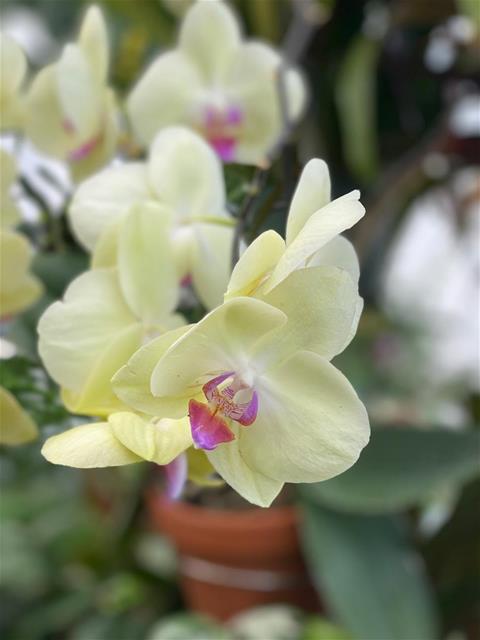 Orchid 6