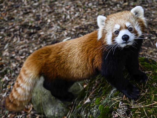 RedPanda