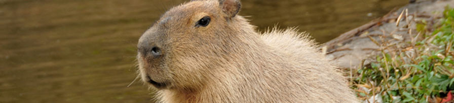 Capybara