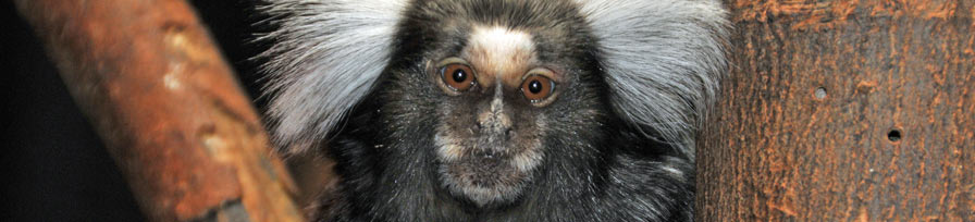 Common Marmoset