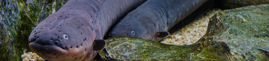 Electric Eel