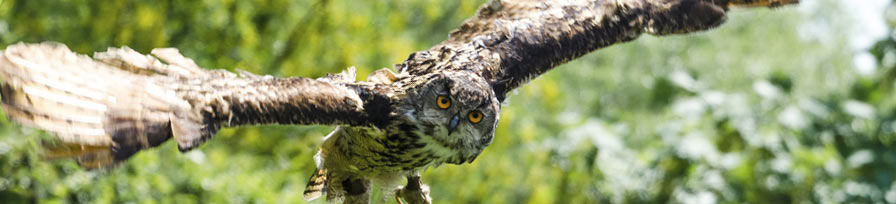 Eurasia Eagle Owl