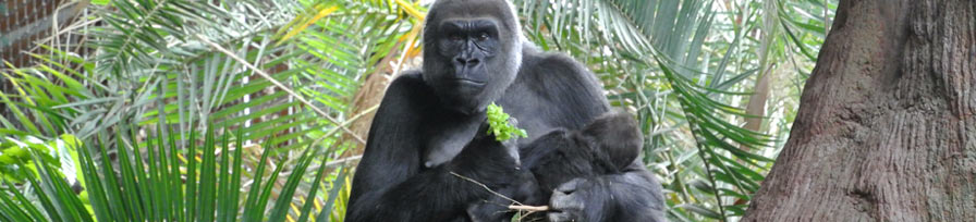 Gorilla