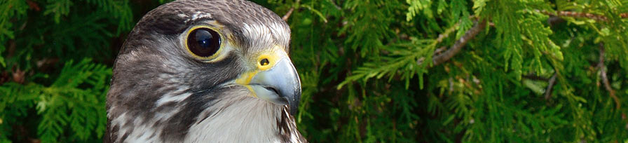 Gyrfalcon