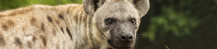 Hyena