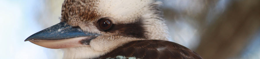 Kookabura