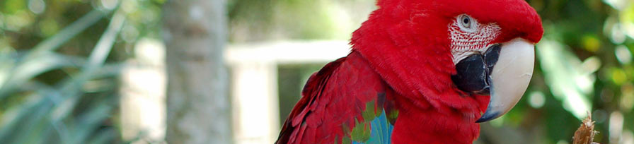 Macaw