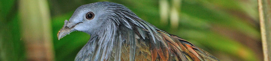 Nicobar Pigeon