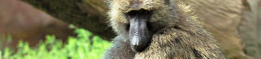 Olive Baboon