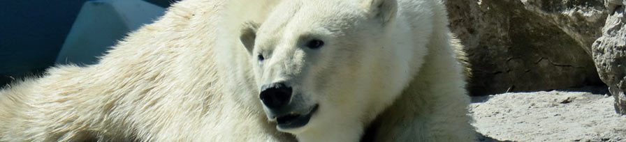 Polar Bear